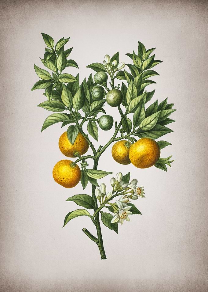 Vintage Bitter Orange