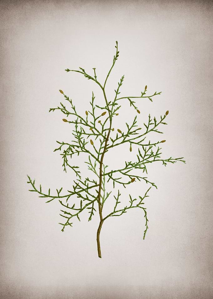 Vintage Sictus Tree