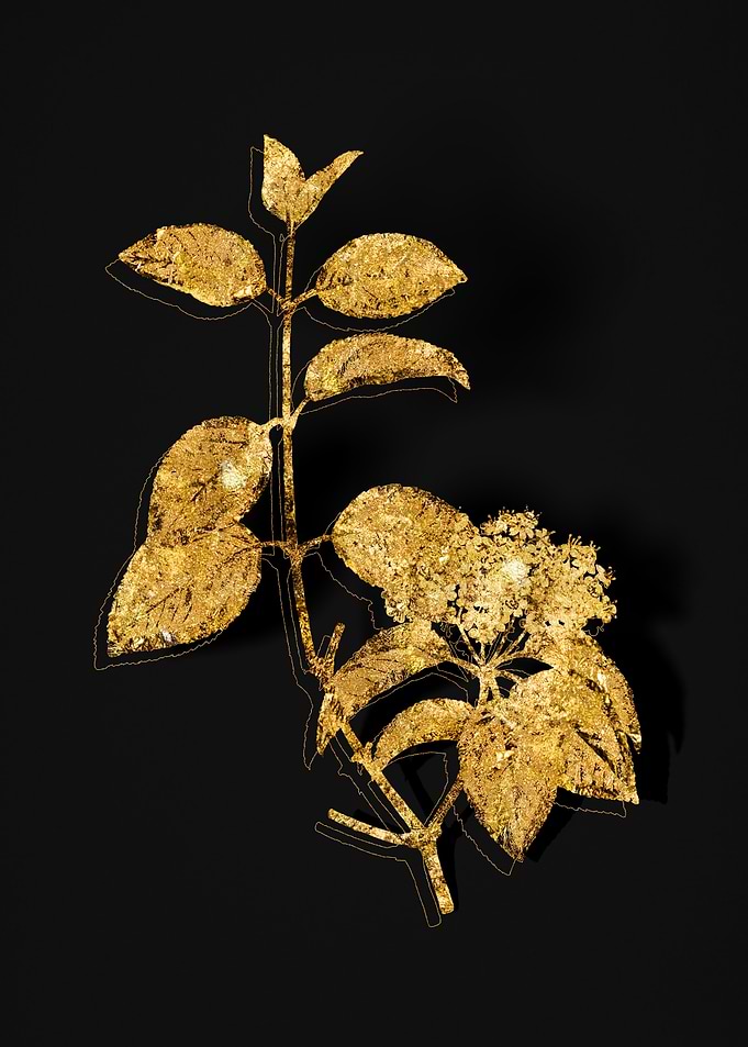 Gold Flora on Black
