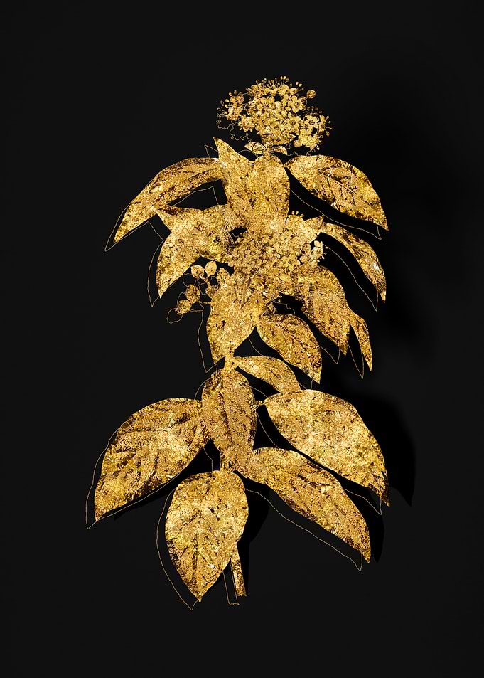 Gold Flora on Black