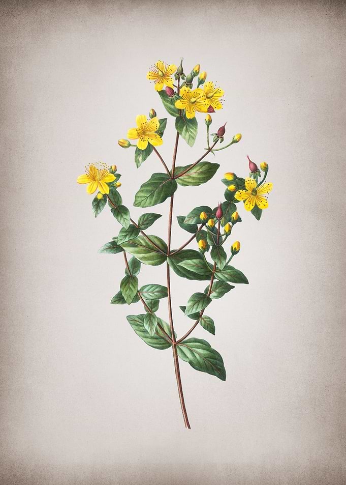 Vintage Stinking Tutsan