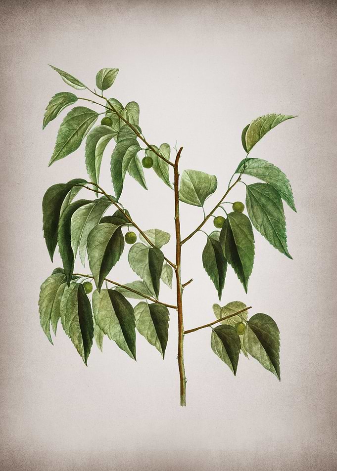 Vintage Hackberry