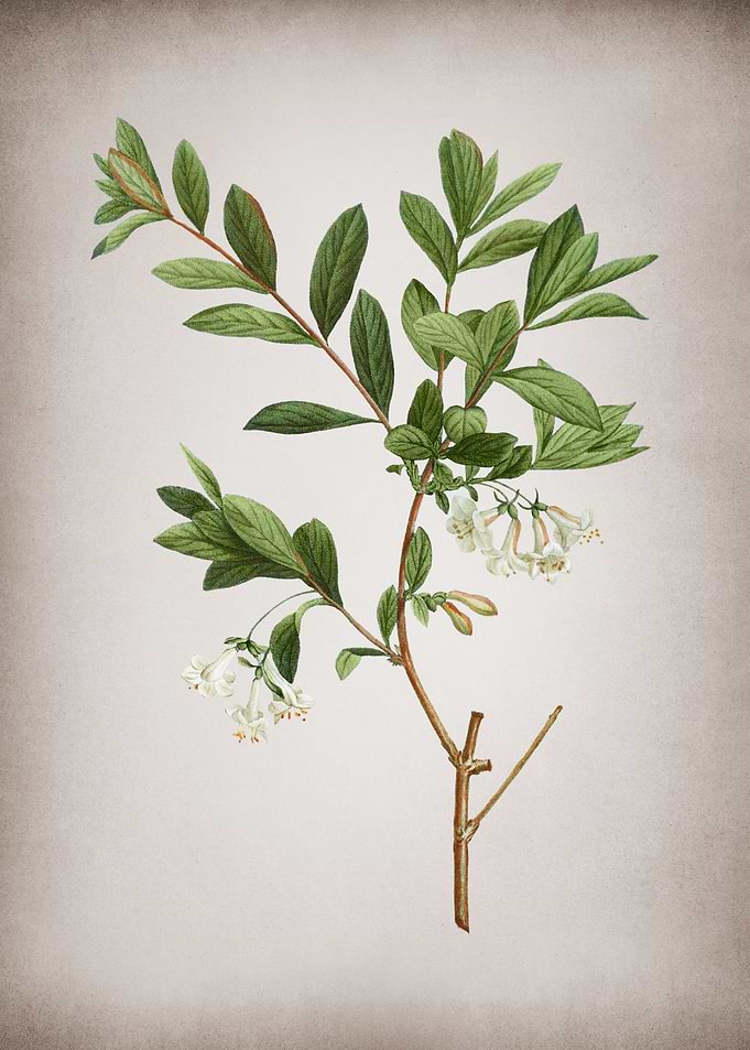 Vintage White Honeysuckle