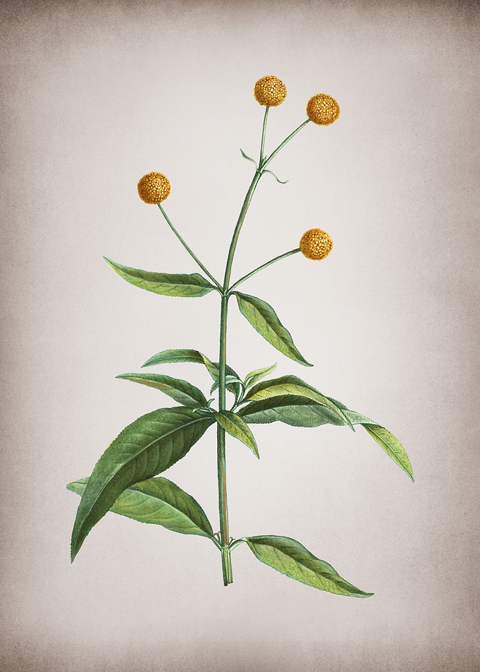 Vintage Orange Ball Tree