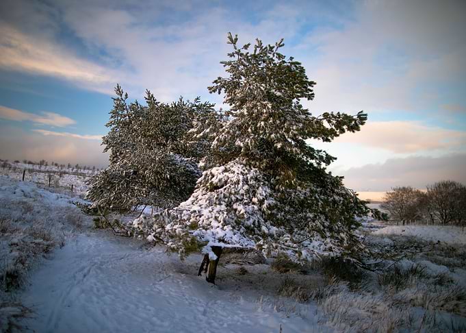 Weathered trees and snow