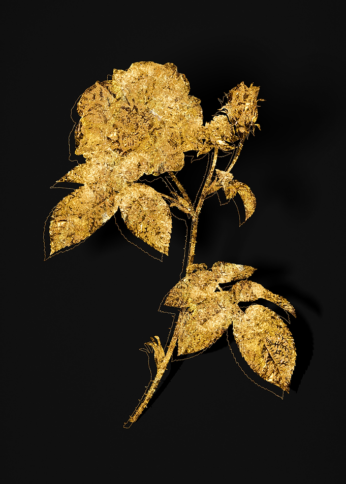 Gold Flora on Black