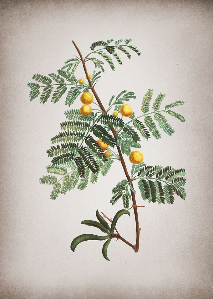 Vintage Sweet Acacia