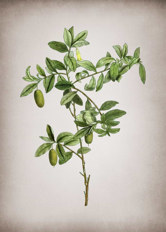 Vintage Apple Berry
