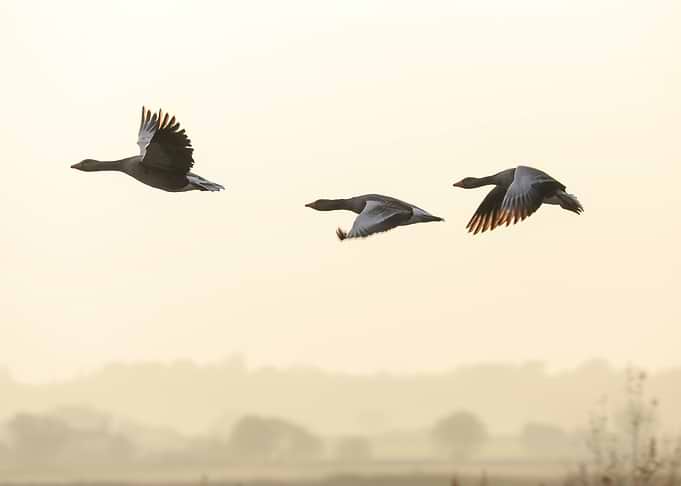 Greylag geese
