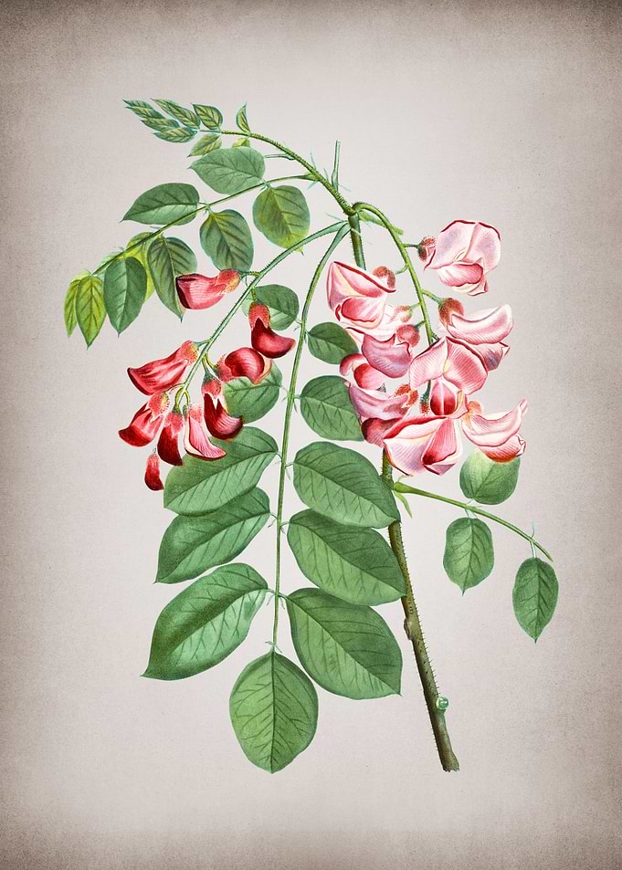 Vintage Robinier Rose