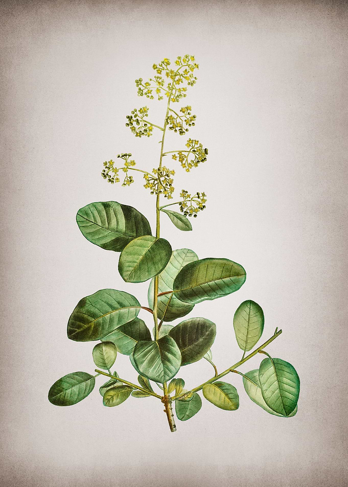 Vintage Smoketree