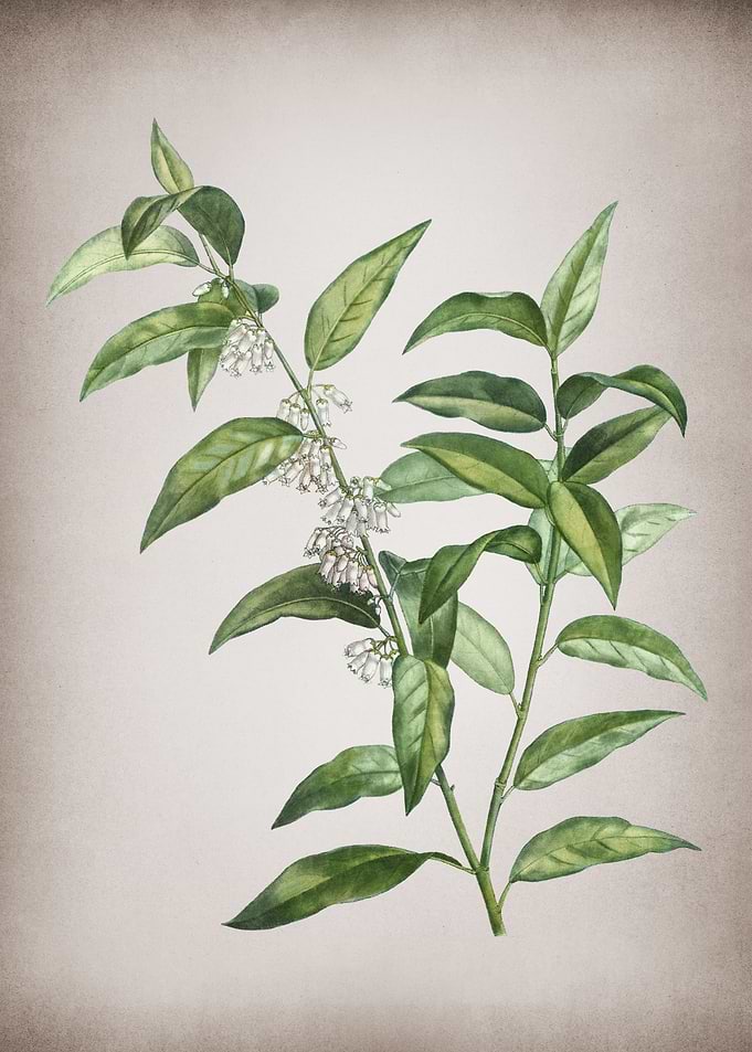 Andromeda Acuminata