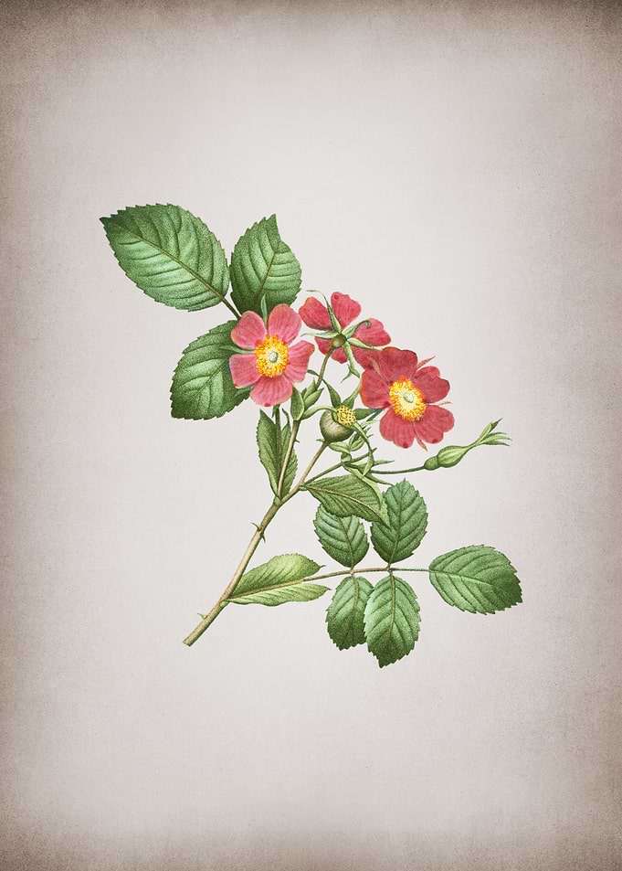 Vintage Redleaf Rose