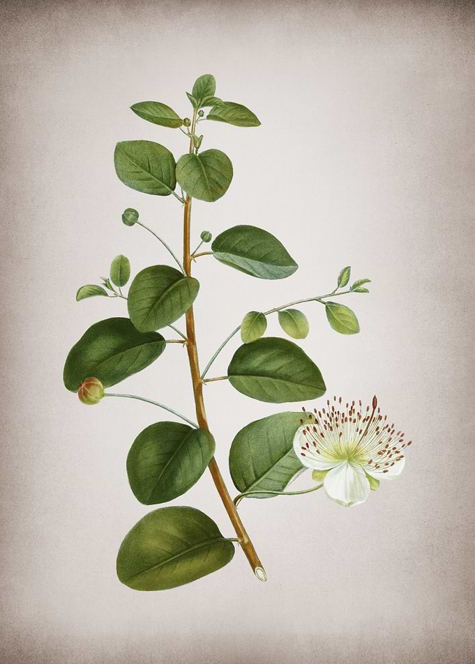 Vintage Caper Plant