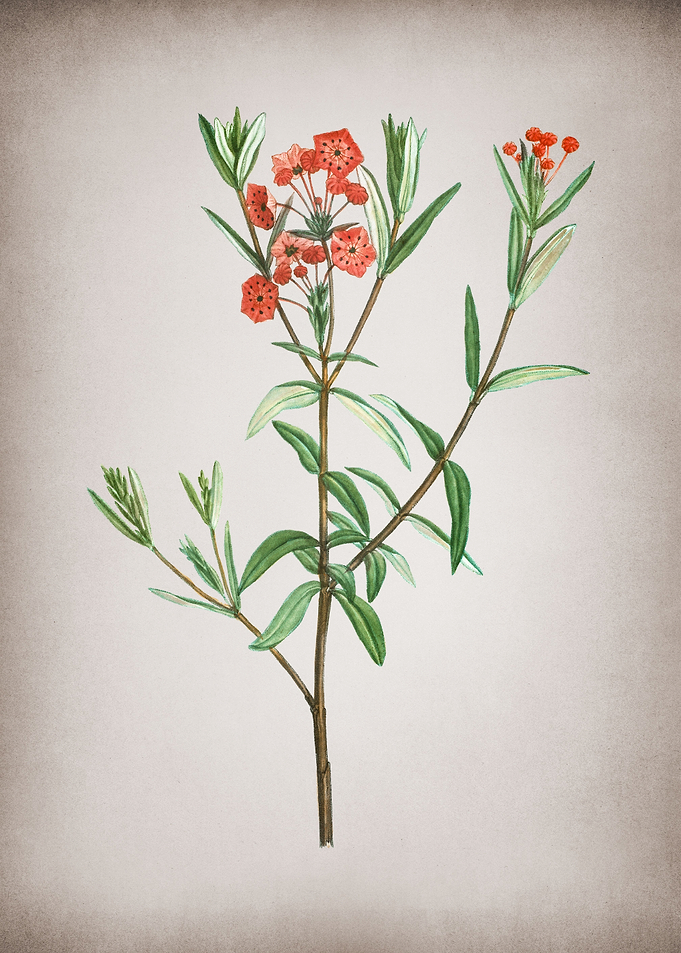 Vintage Bog Laurel Bloom