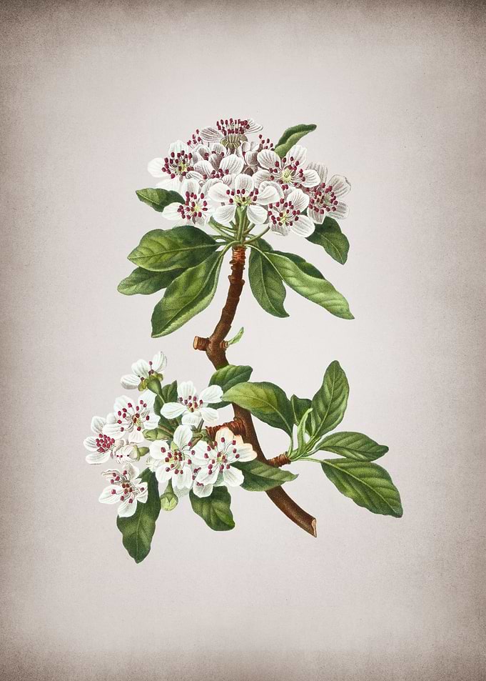 Vintage Almond Leaf Pear