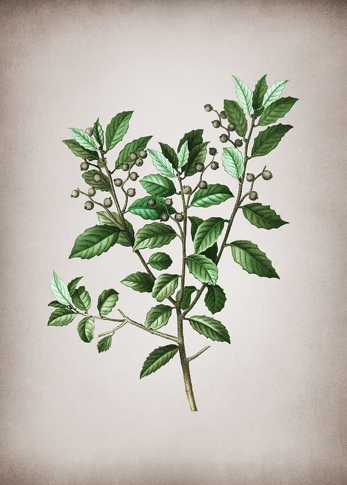 Vintage Evergreen Oak
