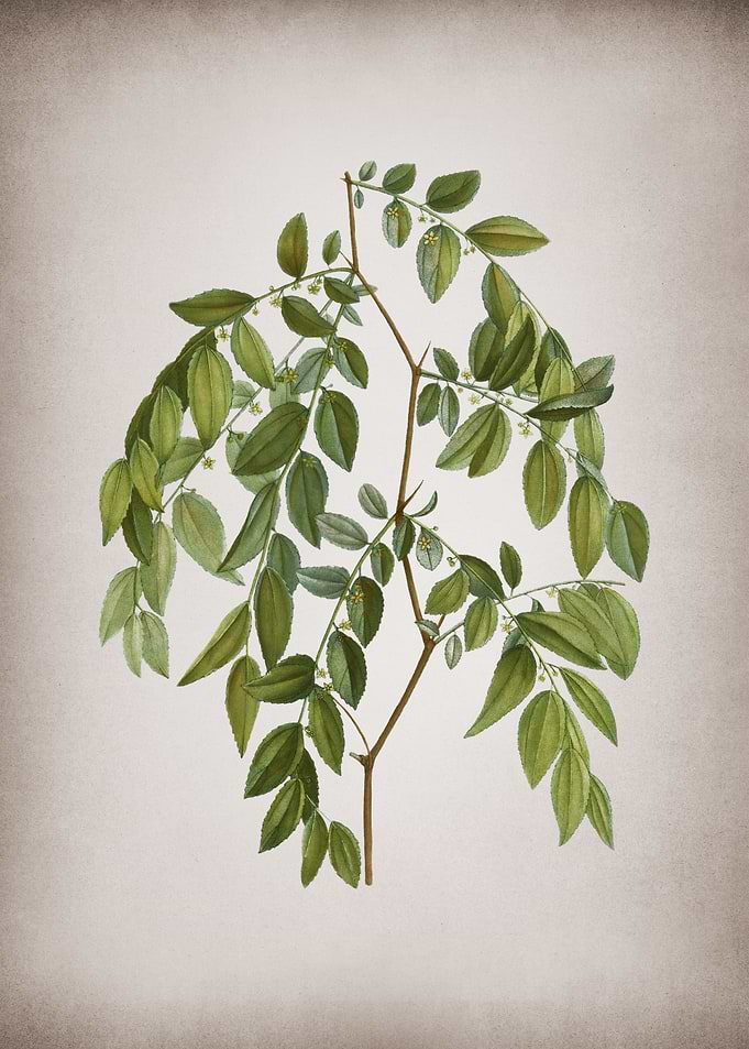 Vintage Jujube