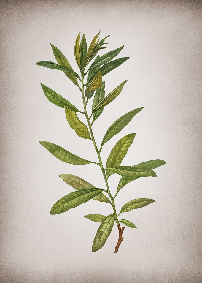 Vintage Rhodora