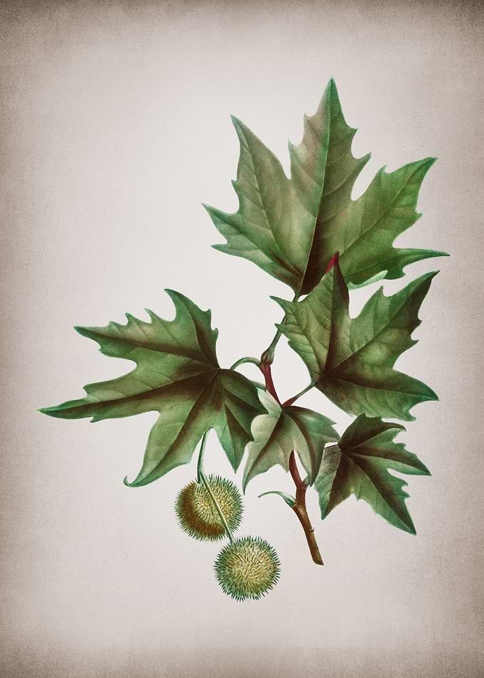 Vintage Old World Sycamore