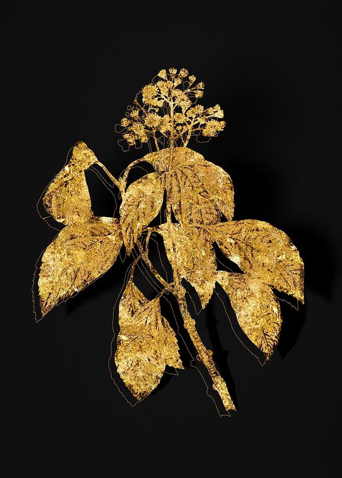 Gold Botanical on Black