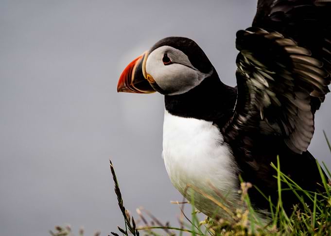 Puffin