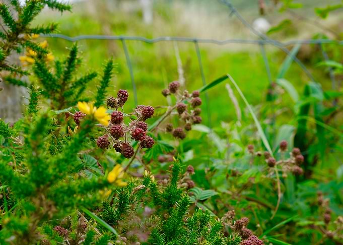 WILD BERRIES