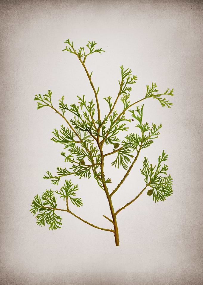 Vintage White Cypress