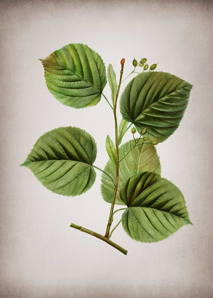 Vintage Linden Tree