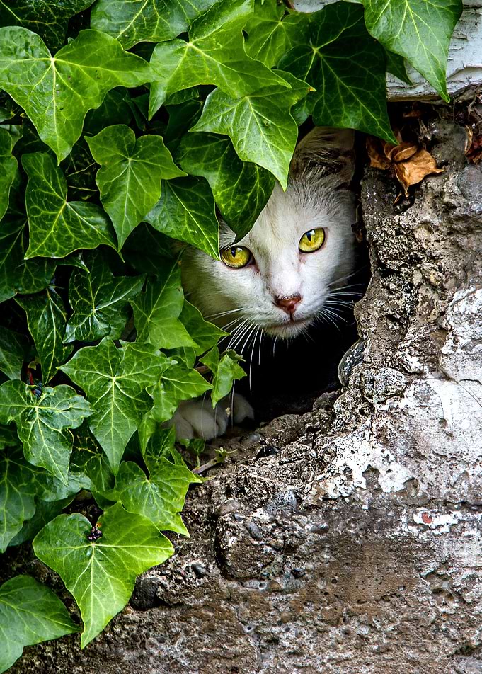 Don gato