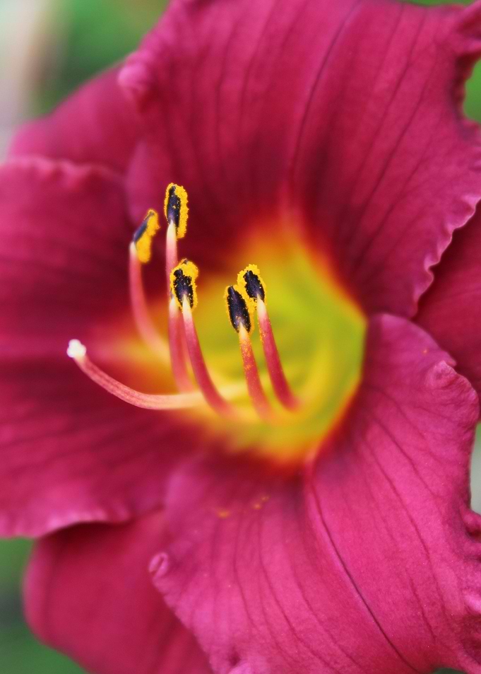Lily