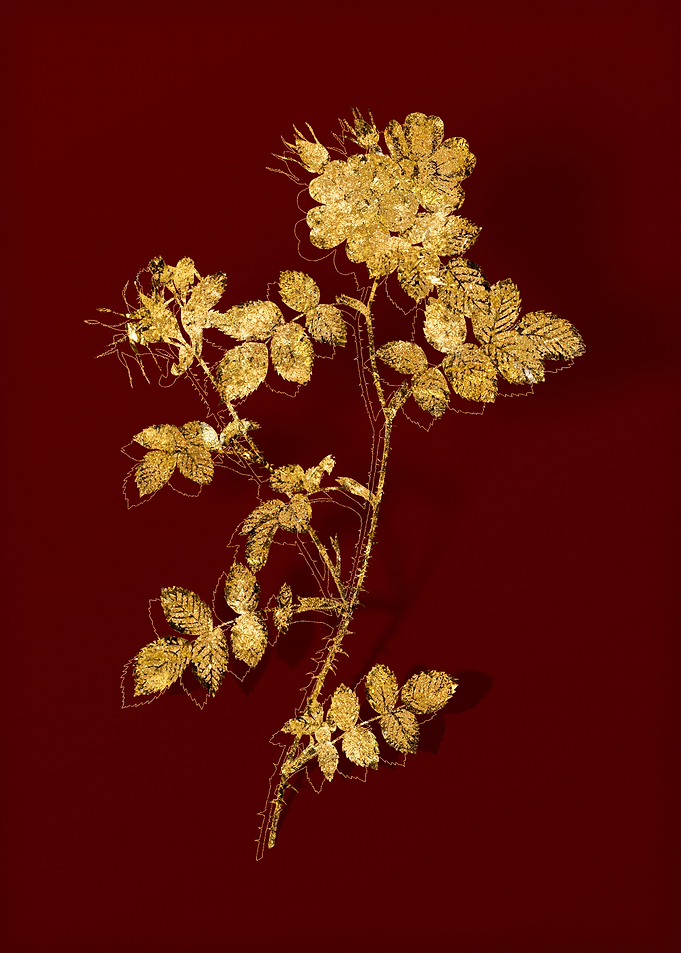 Gold Botanical on Red