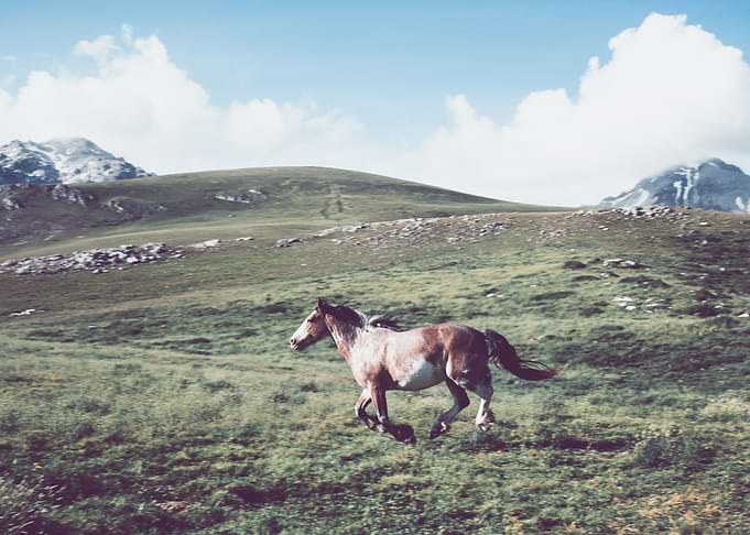 Run to the hills