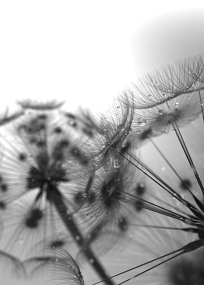 Dandelions and dew