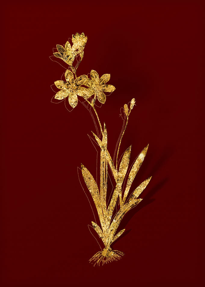 Gold Botanical on Red