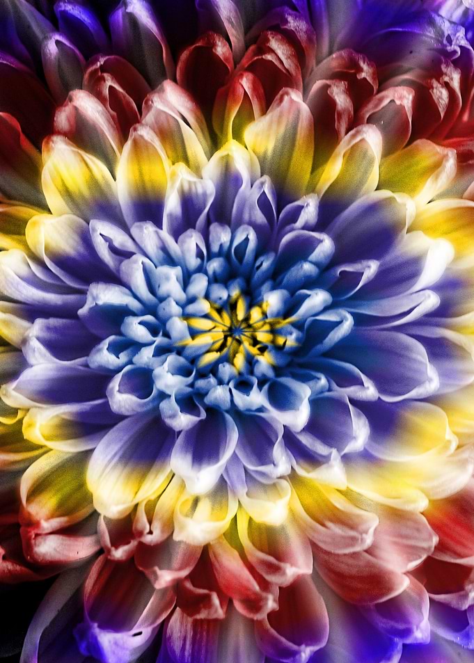 Rainbow Chrysanthemum