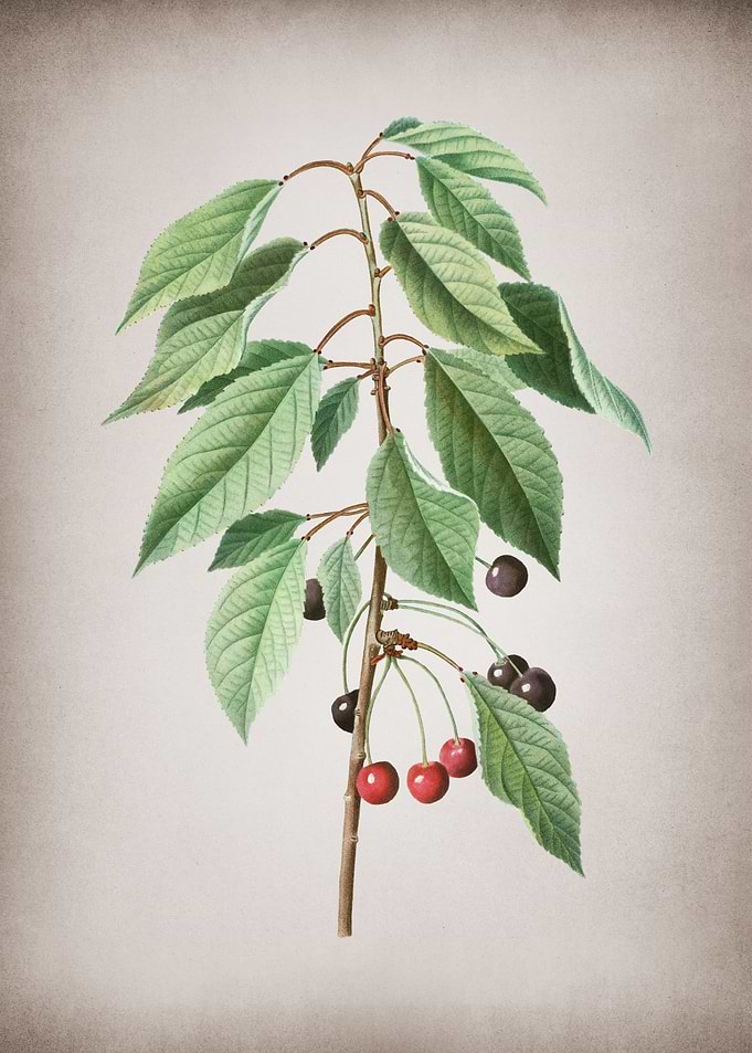 Vintage Wild Cherry