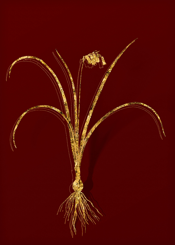 Gold Flower on Red