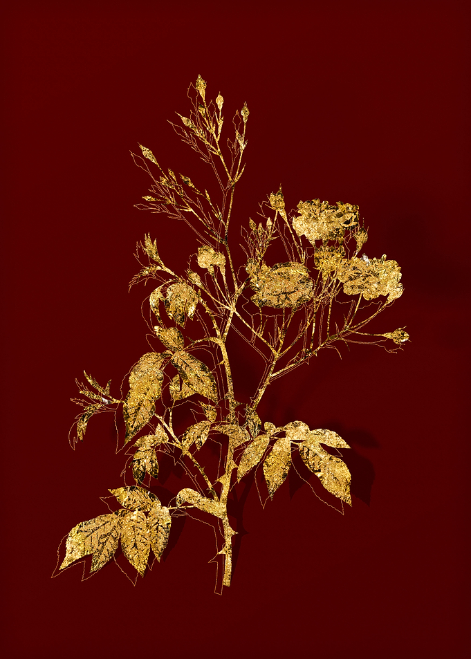 Gold Botanical on Red