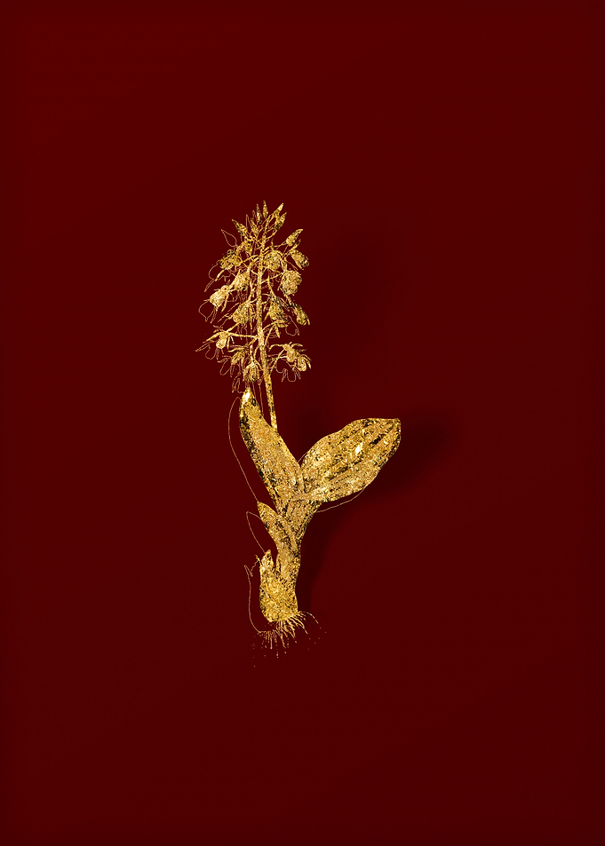Gold Flower on Red