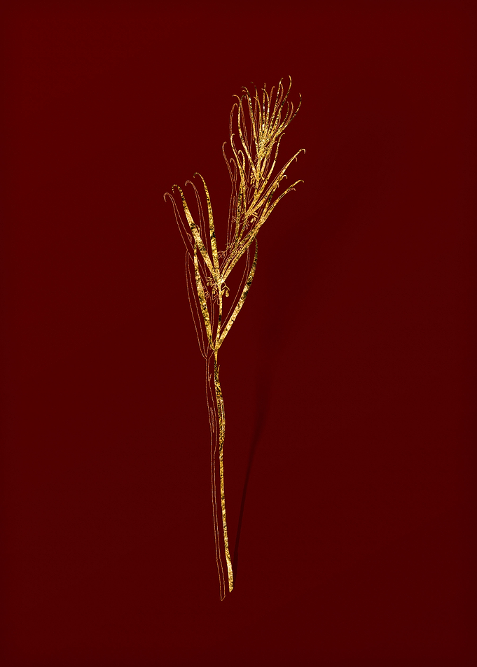 Gold Flora on Red