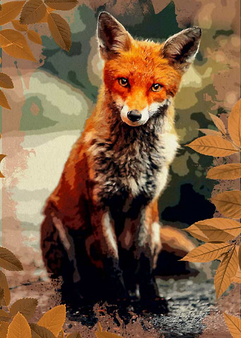 Red Fox
