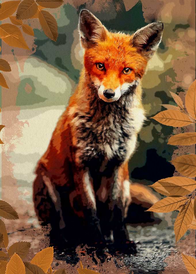 Red Fox