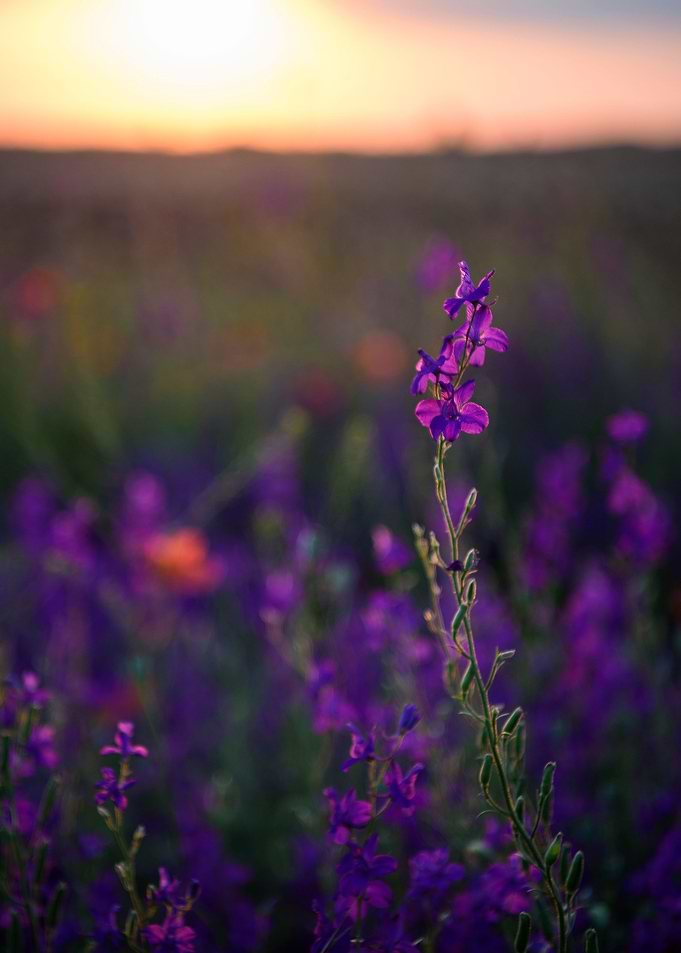 Sunlight