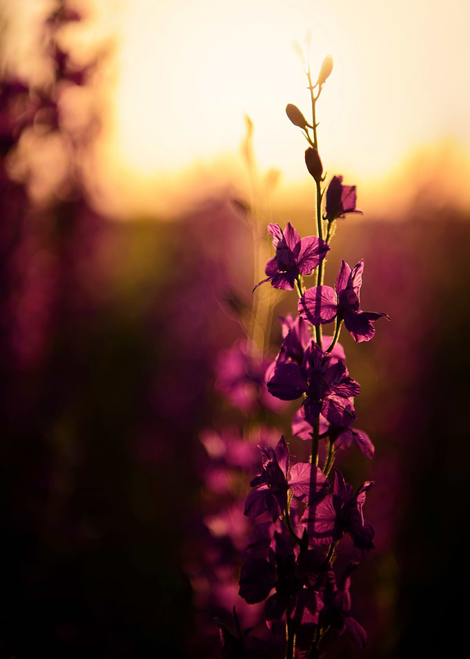 Golden Sun Ends Day