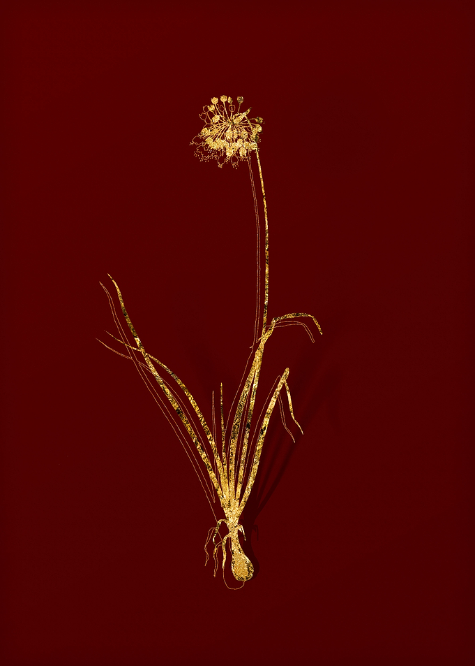 Gold Flora on Red