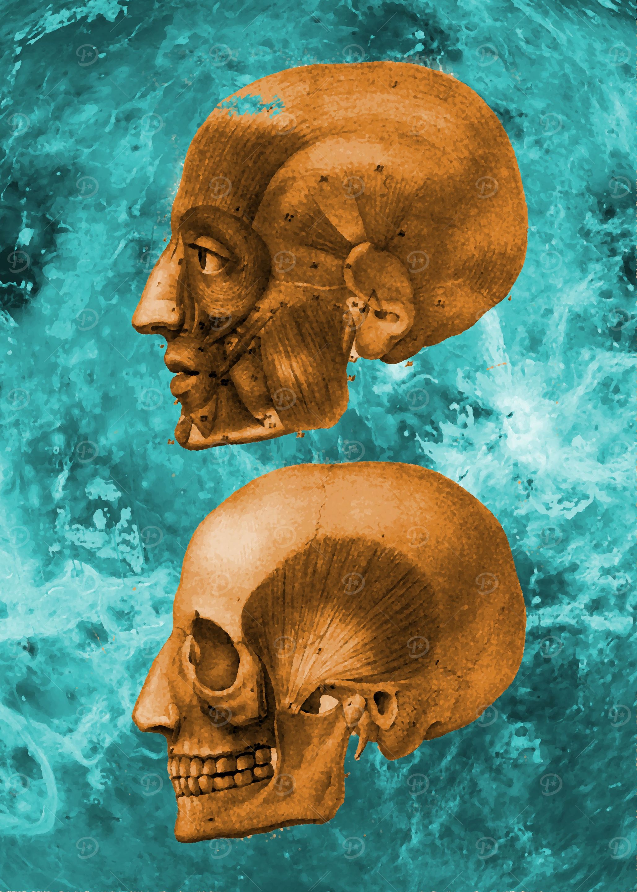 Skull design 2