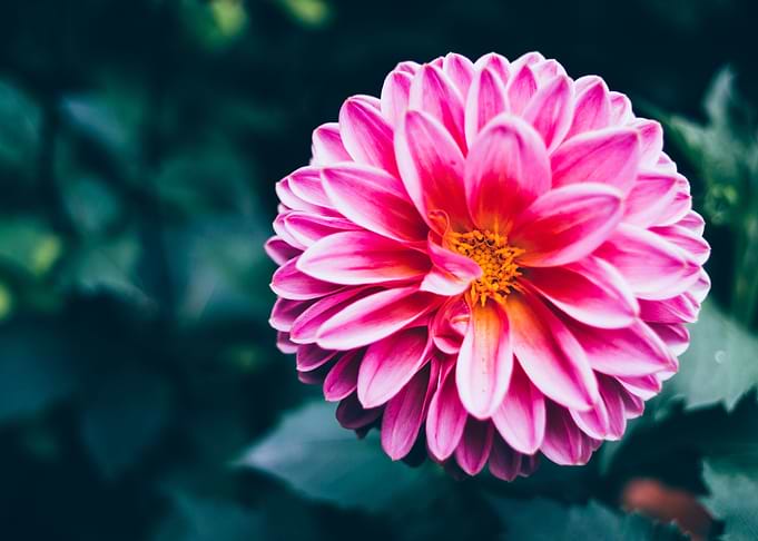 Bright Pink Flower