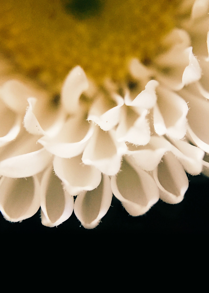 Night Flower