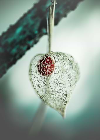 Amour en Cage